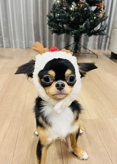 トナカイ犬.jpg