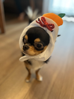 正月犬写真.jpg