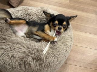 犬歯磨き写真.jpg